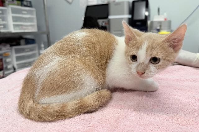 Small ginger and white kitten resting on a pink towel in a veterinary clinic.