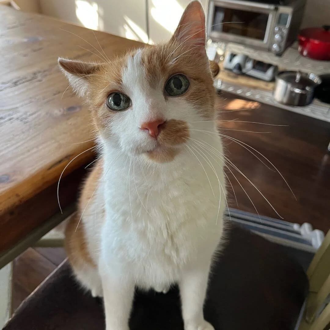 Orange and white cat with green eyes sits on a chair looking at the camera.