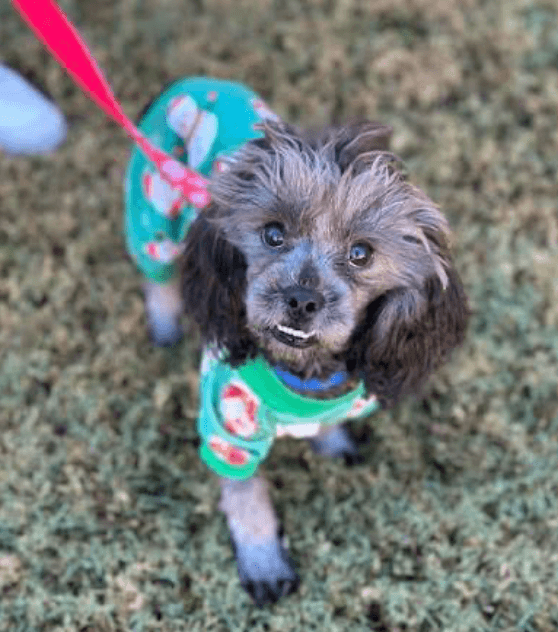 Small gray dog wearing green snowman pajamas looks up while standing on grass outdoors.