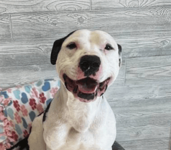 Happy white dog with black spots smiles broadly in front of a grey wooden wall.