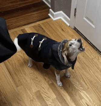 Beagle wearing a navy blue toggle coat howls while standing on a light wood floor.