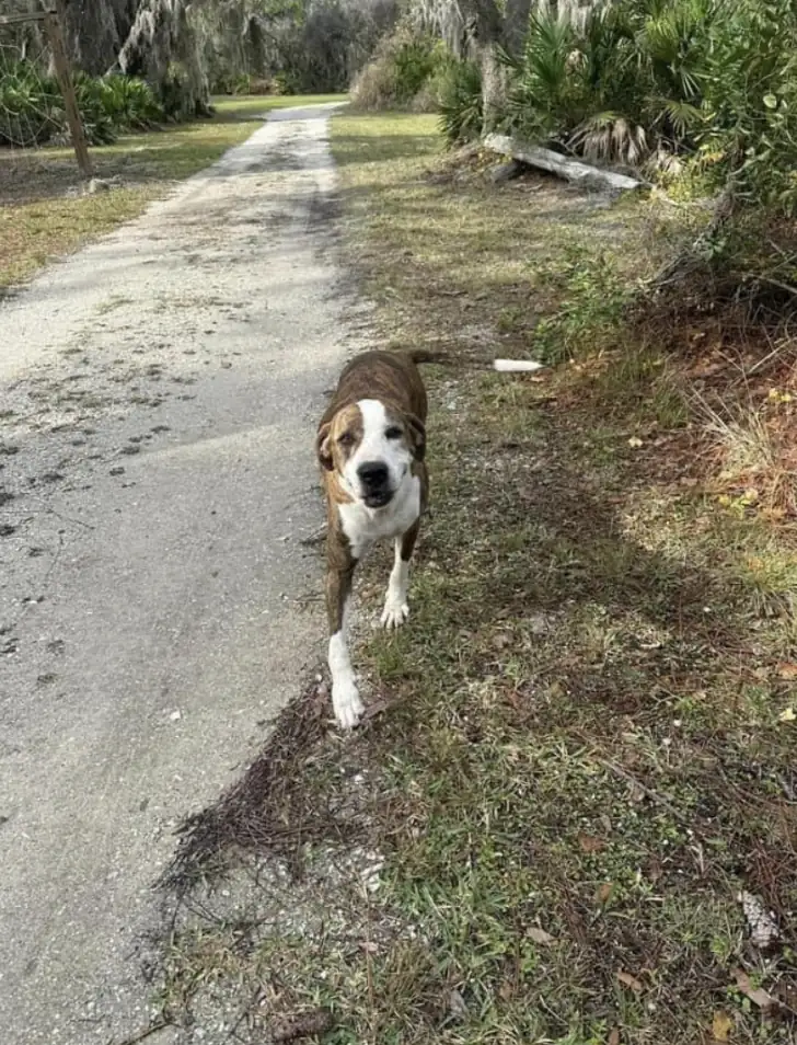 A brindle and white dog walks on a dirt path through a wooded landscape.